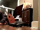 Killer Cat test_normal