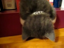 Kitten Sleeping  Animal Videos