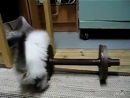 Kitten Weightlifter  Animal Videos