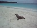 Lazy Seal Animal Videos