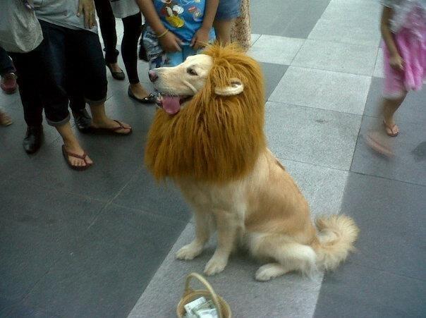 Lion Dog King Picture
