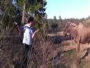 Man Conqures Moose Animal Videos