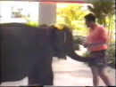 Nasty Elephant Animal Videos