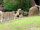 Ostrich and Baby Giraffe Tag  Animal Videos
