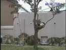 Panda Revengea Animal Videos