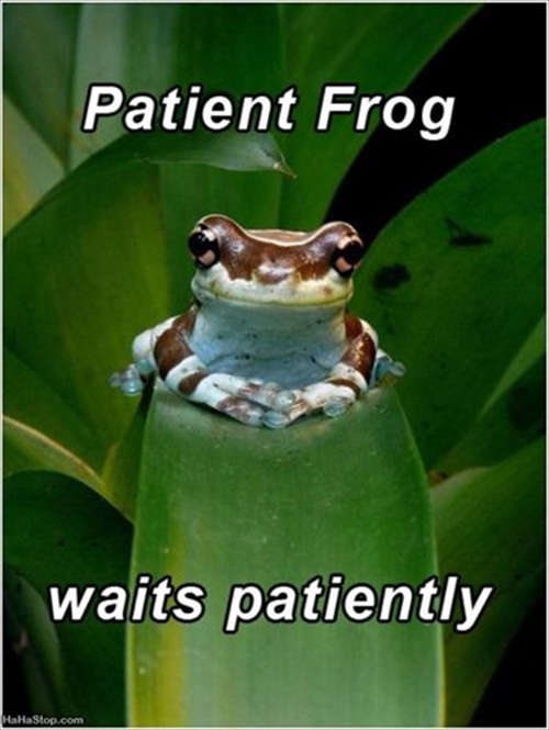 Patient Frog Picture