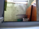 Peeping Tom Cat Animal Videos