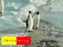 Penguin Trip  Animal Videos