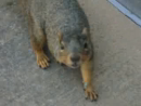 Play Dead Squirrel  Animal Videos