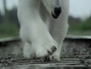 Polar Bear Thank You Ad Videos