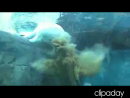 Polluted Bear Pool Animal Videos