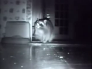 Raccoon Burglar Thwarted   Animal Videos