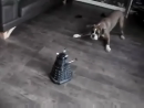 Robot Vs Dog Animal Videos