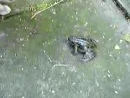 Screaming Frog Animal Videos