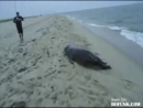 Seal Steals Camper's Dinner  Animal Videos