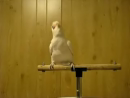 Shake Your Tail Feather Animal Videos