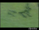 Shark Scare Animal Videos