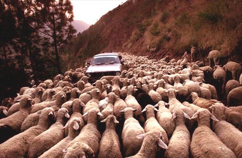 Sheep Stampede Picture