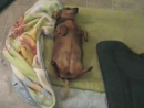 Silly Dog Playing Dead Animal Videos