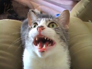 Singing Cat Animal Videos