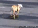 Skateboarding Dog  Animal Videos