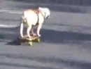 Skateboarding Dog Animal Videos