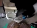 Smart Hungry Cat Animal Videos