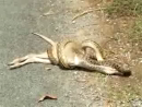 Snake Vs Kangaroo General Videos