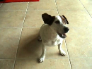 Standup Dog Animal Videos