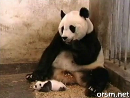 Super Sneezing Baby Panda Animal Videos
