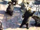 Talking Bears Animal Videos