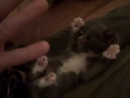 Tickle Kitty Animal Videos