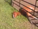 Tired and Hungry Horse Animal Videos