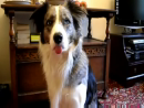 Tongue on Command Animal Videos