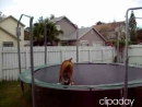 Trampoline Jumping Dog Animal Videos