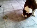 Turtle and Dog Eat Breakfast Animal Videos