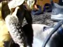 Turtle Sex Animal Videos
