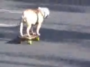 Tyson Skating Animal Videos