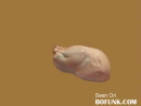 Uncooked Turkey  Animal Videos
