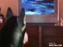 Upset Doggy Animal Videos
