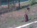 Bear Saving Cub