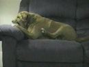 Posessed Dog