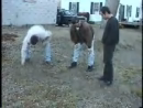 Ultra Super Wedgie