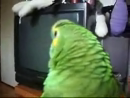 Funny Parrot Laughing