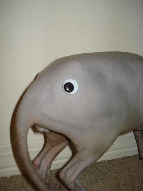 What An Assface Picture