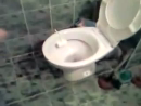 Wine Bottle vs Toilet Stupid Videos