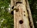 Woodpecker Death Wish Animal Videos