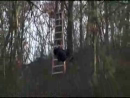 Zipline FAIL test_normal